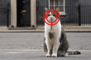 L’Association pour la protection du climat songe à s’emparer du problème de prolifération des chats domestiques en Suisse.